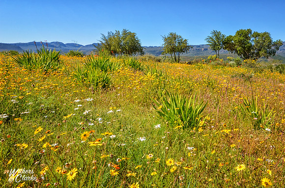 Spring Flowers