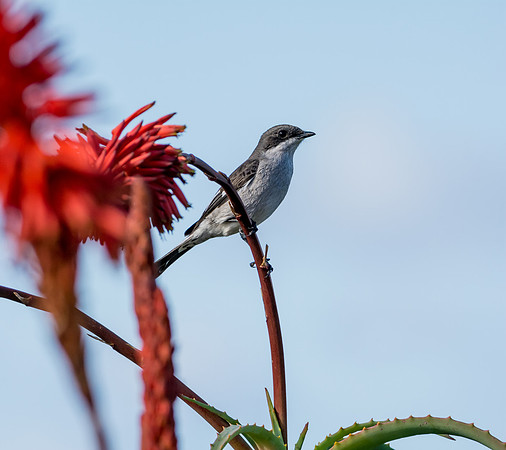 Fiscal Flycatcher