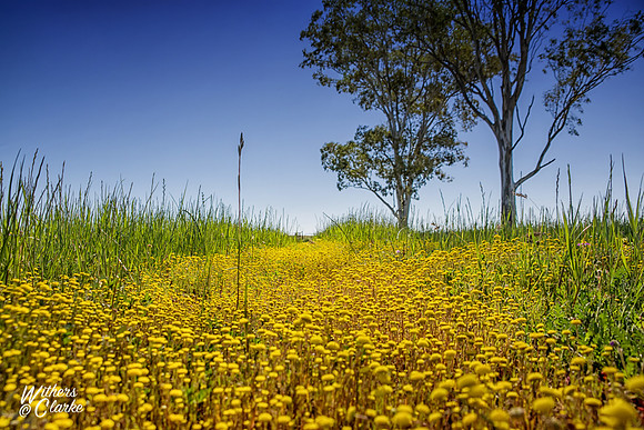 Spring Flowers