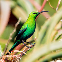 Malachite Sunbird