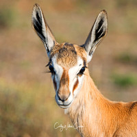 Juvenile Springbok