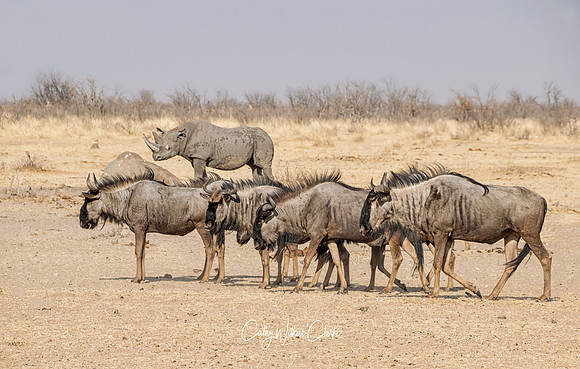 Blue Wildebeest And Rhino