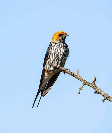 Lesser-striped Swallow