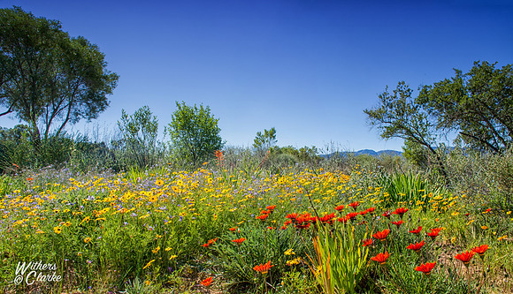 Spring Flowers