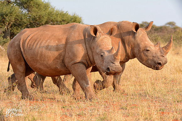 White Rhinos Walking
