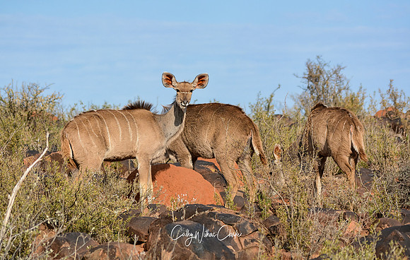 Female Kudus