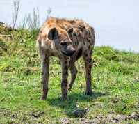 Spotted Hyena