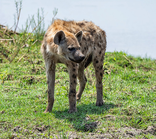 Spotted Hyena