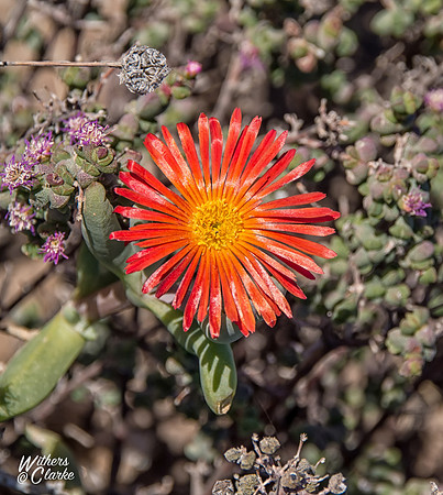 Spring Flowers