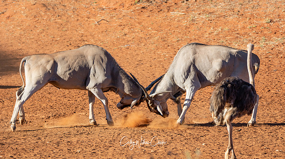 Eland Bulls Fighting