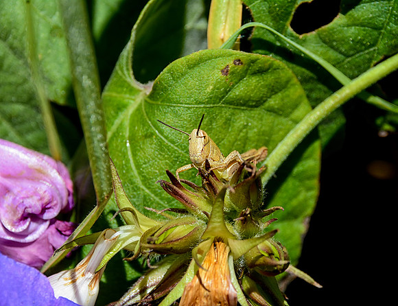Immature Grasshopper