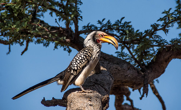 Yellow-billed Hornbill