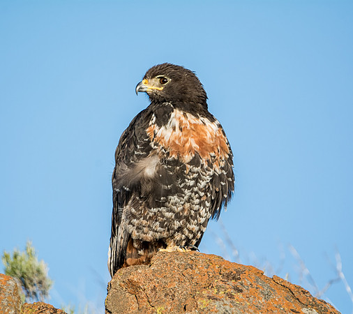 Jackal Buzzard