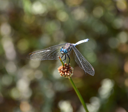 Julia Skimmer Dragonfly