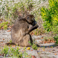 Chacma baboon