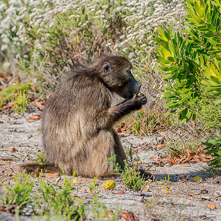 Chacma baboon