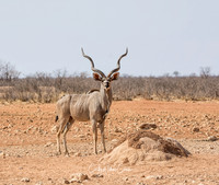 Kudu Bull