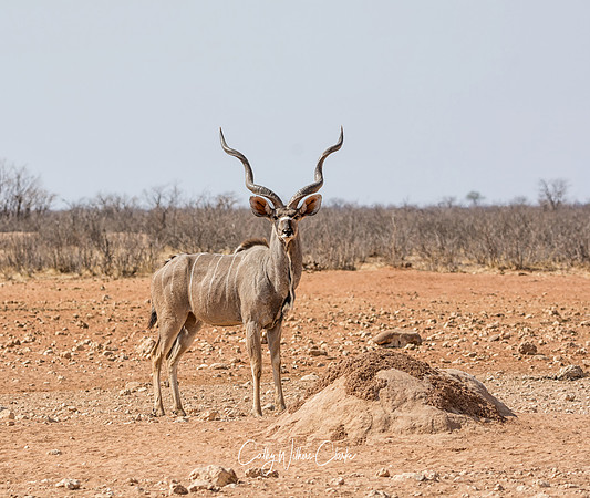 Kudu Bull