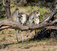 Vervet Monkeys Grooming