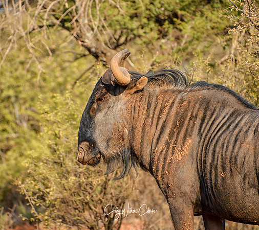 Blue Wildebeest