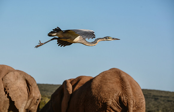 Black-headed Heron