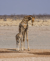 Giraffe Mother And Calf