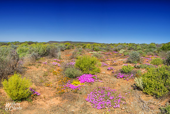 Spring Flowers