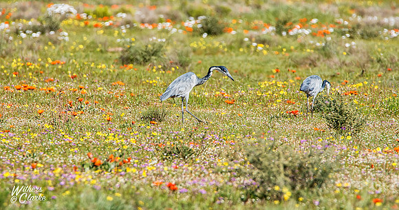 Spring Flowers