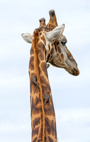 Male Giraffe and Oxpeckers