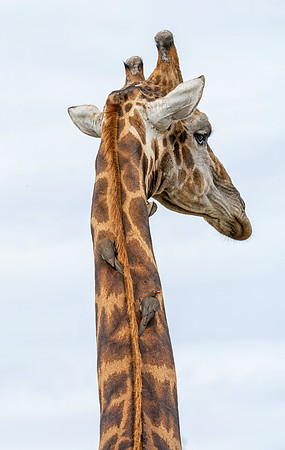 Male Giraffe and Oxpeckers