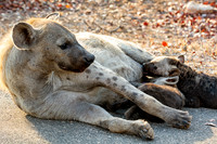Hyena Cubs Suckling