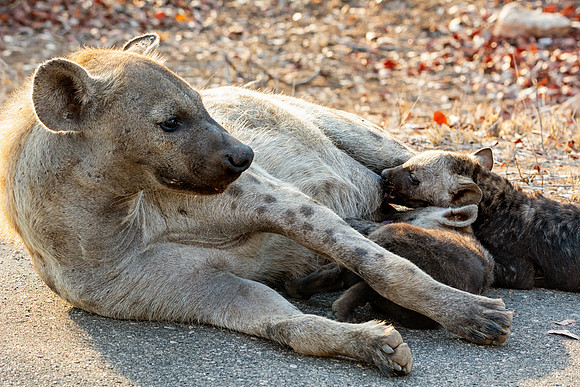 Hyena Cubs Suckling