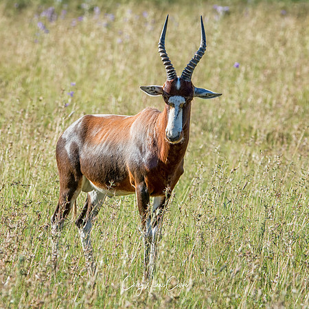 Blesbok