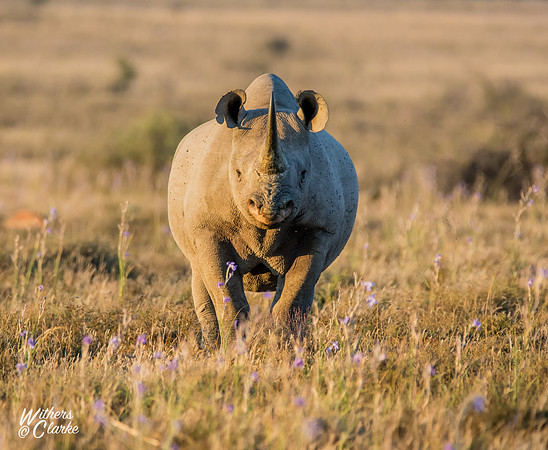 Black Rhinoceros