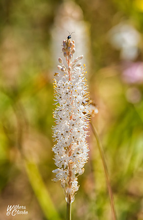 Spring Flowers