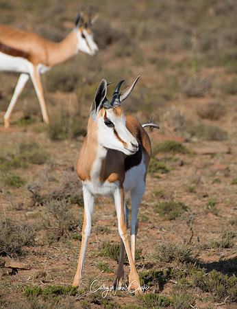Springbok