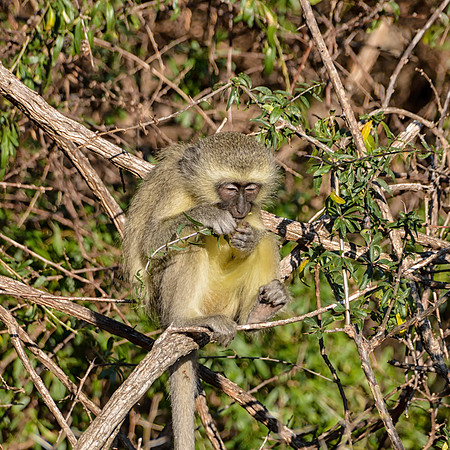 Vervet Monkey Eating