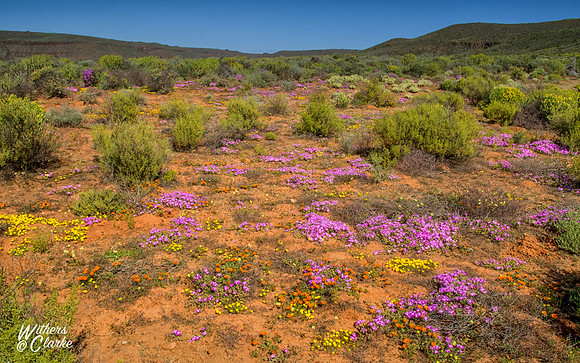 Spring Flowers