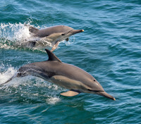 Common Dolphins
