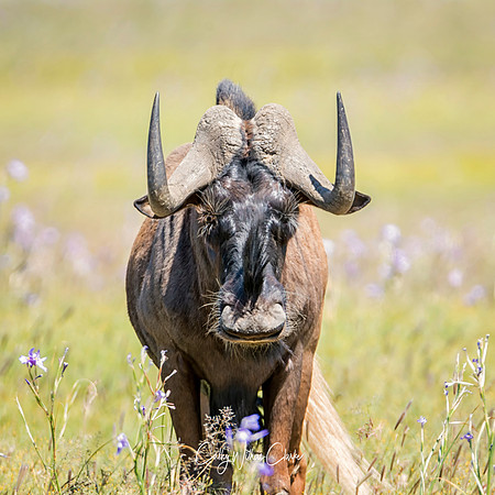 Black Wildebeest