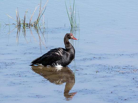 Spur-winged Fowl
