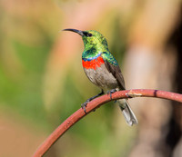 Southern Double-collared Sunbird