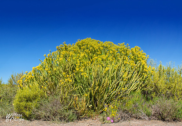 Spring Flowers
