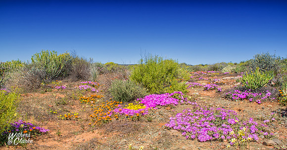 Spring Flowers