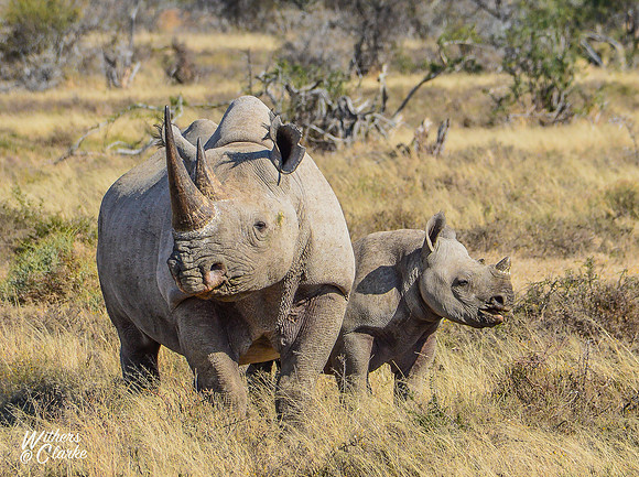 Black Rhino and calf